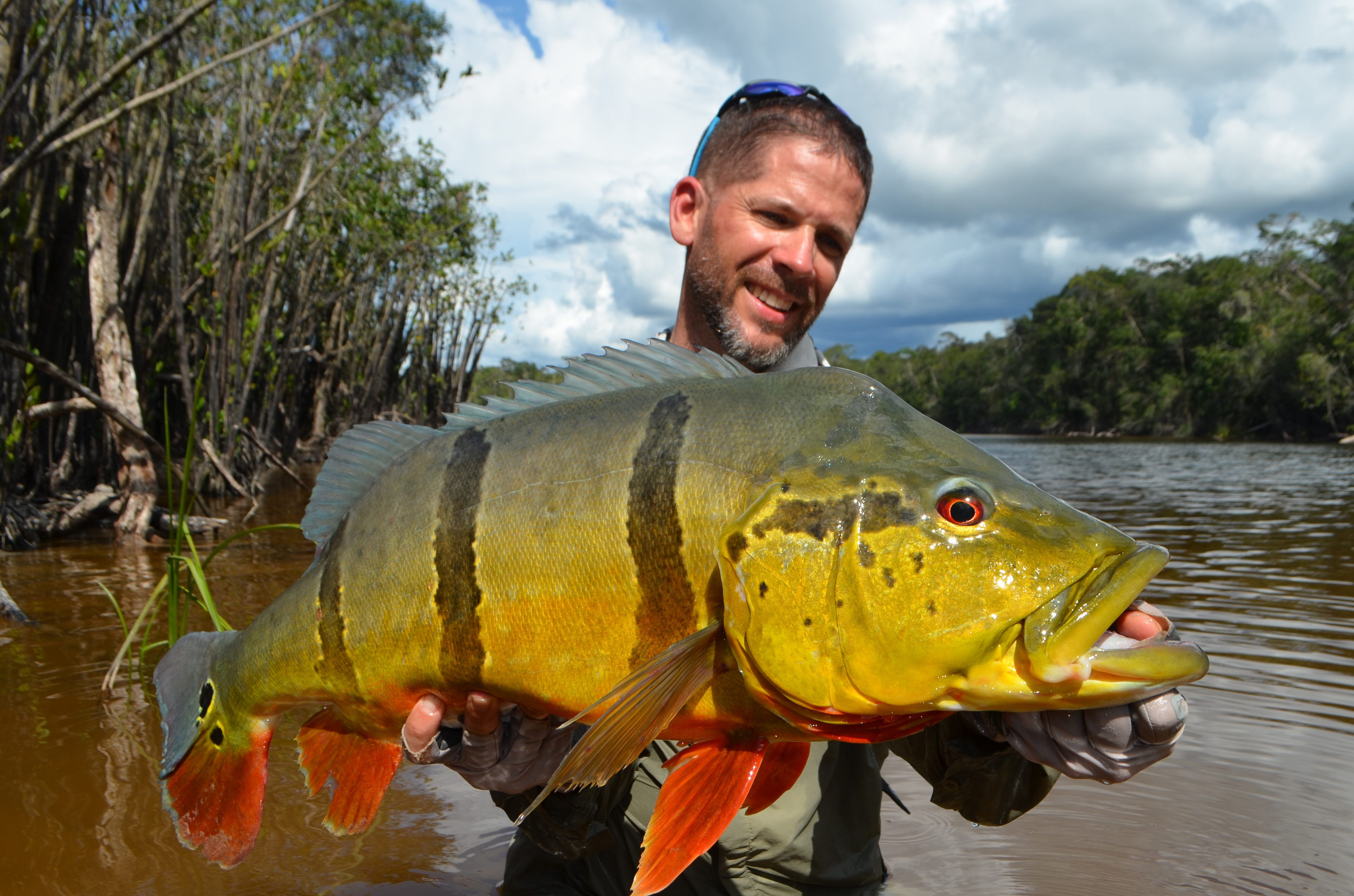 Caño Bocon giant peacock bass Colombia